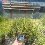 Proso prútnaté (Panicum virgatum)  ´WARRIOR´ kont. C1,5L